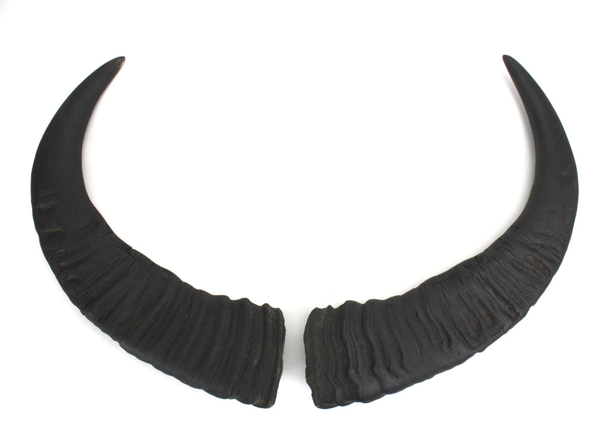 Pair of authentic buffalo horn sheaths - farangshop-co