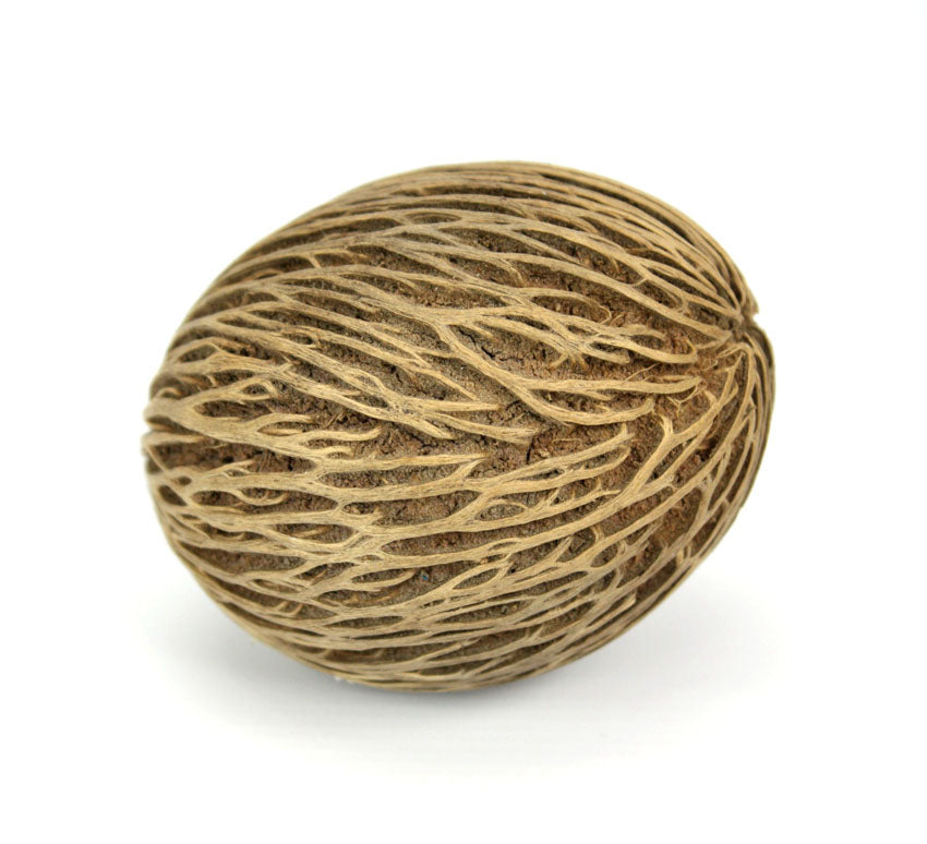 Pong pong tree seed pods, Thailand - individual pods or multipacks - farangshop-co