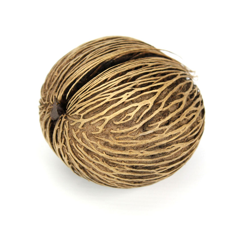 Pong pong tree seed pods, Thailand - individual pods or multipacks - farangshop-co