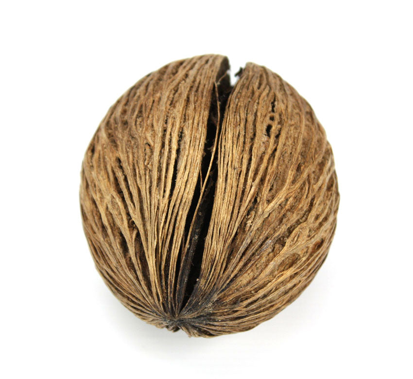 Pong pong tree seed pods, Thailand - individual pods or multipacks - farangshop-co