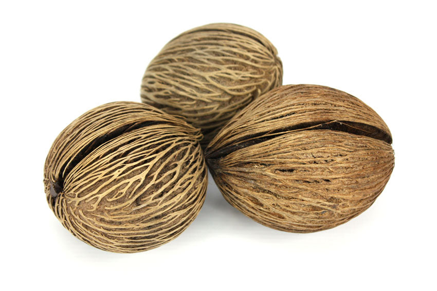 Pong pong tree seed pods, Thailand - individual pods or multipacks - farangshop-co