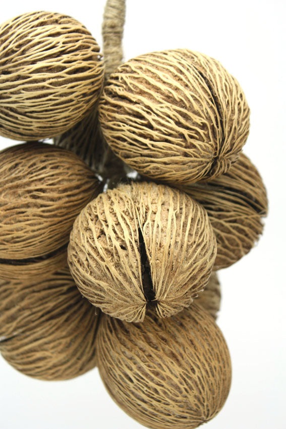 Hanging Decorative Rope of Exotic Dried Pong Pong Seed Pods, 38cm long - farangshop-co