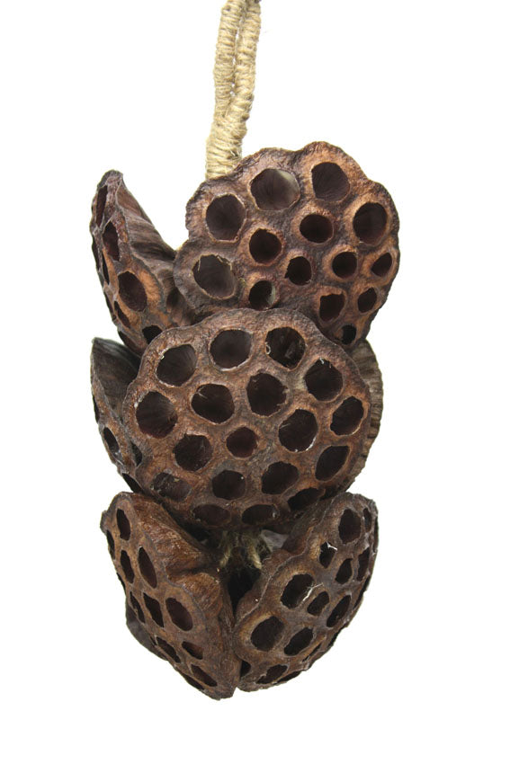 Hanging Decorative Rope of Exotic Dried Large Lotus Heads, 38cm long - farangshop-co