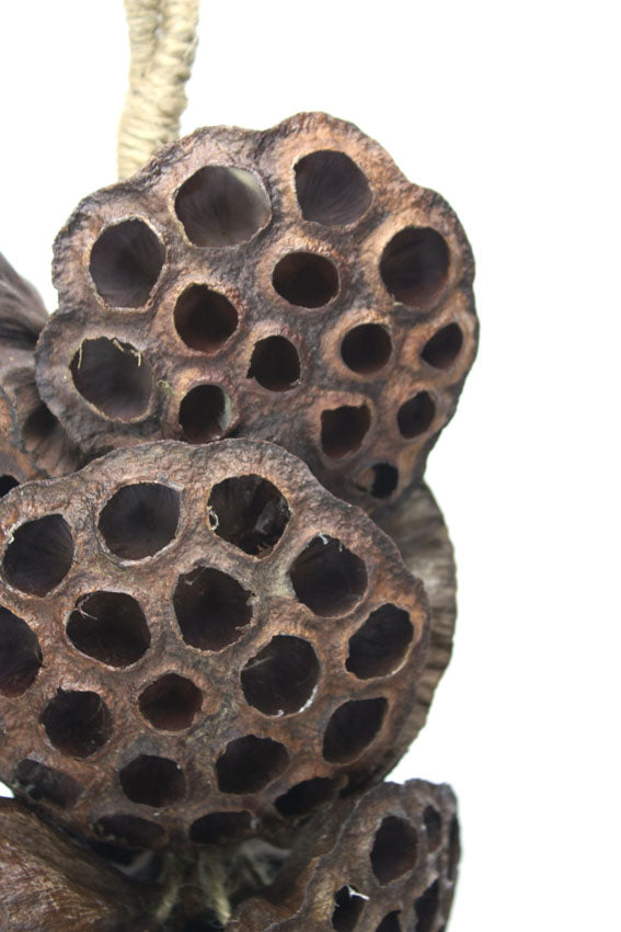 Hanging Decorative Rope of Exotic Dried Large Lotus Heads, 38cm long - farangshop-co