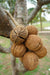 Hanging Decorative Rope of Exotic Dried Pong Pong Seed Pods, 38cm long - farangshop-co