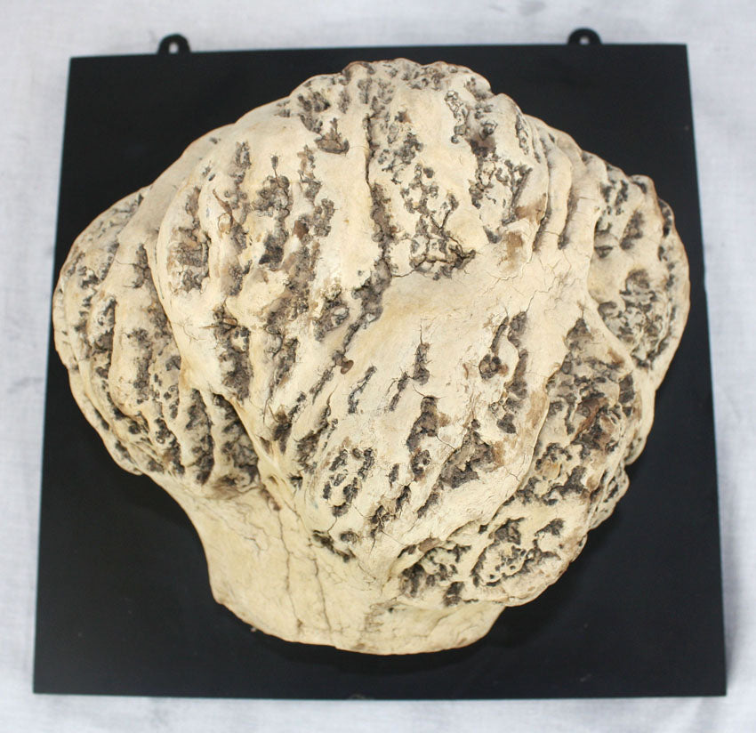 Wall mounted Thai burrwood - farangshop-co