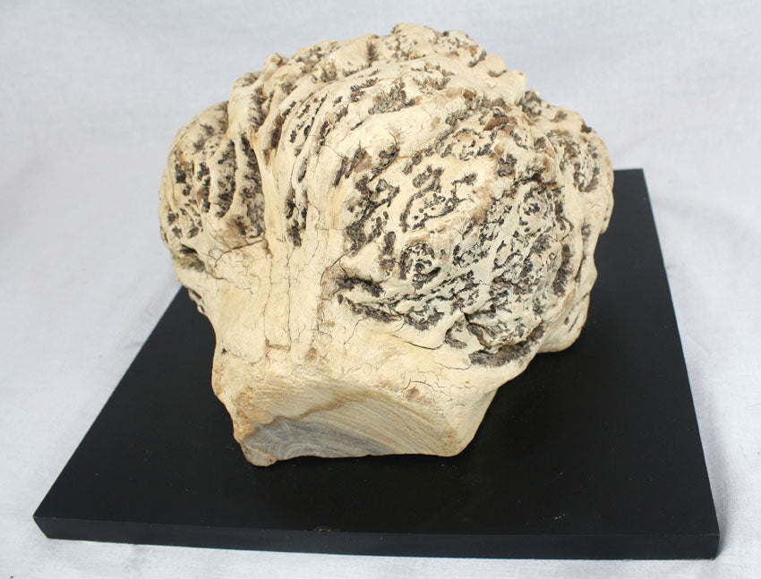 Wall mounted Thai burrwood - farangshop-co
