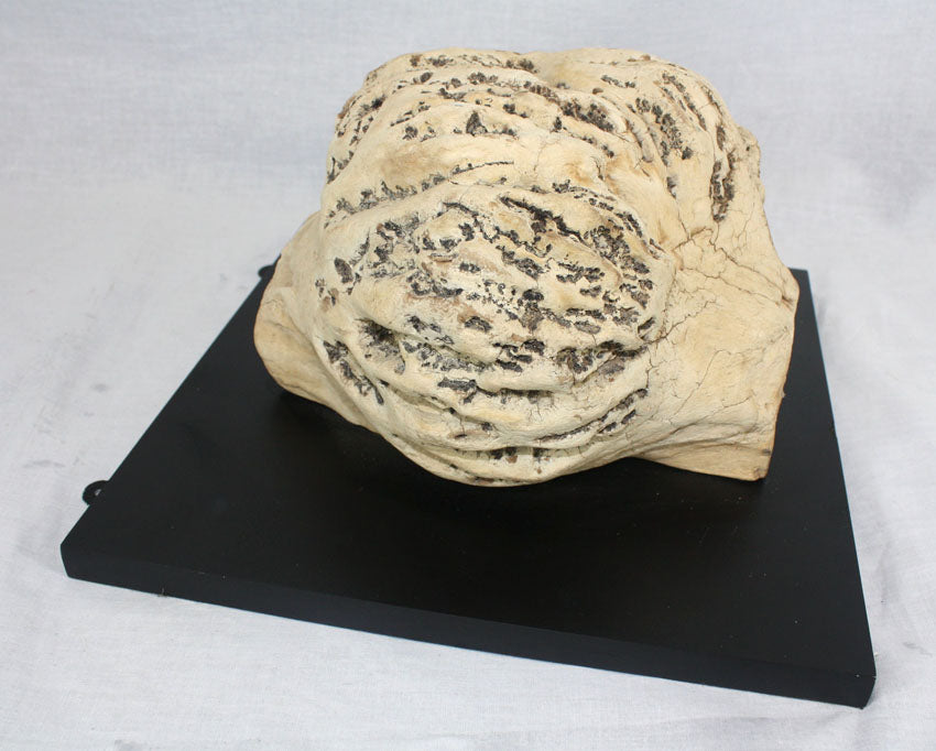 Wall mounted Thai burrwood - farangshop-co