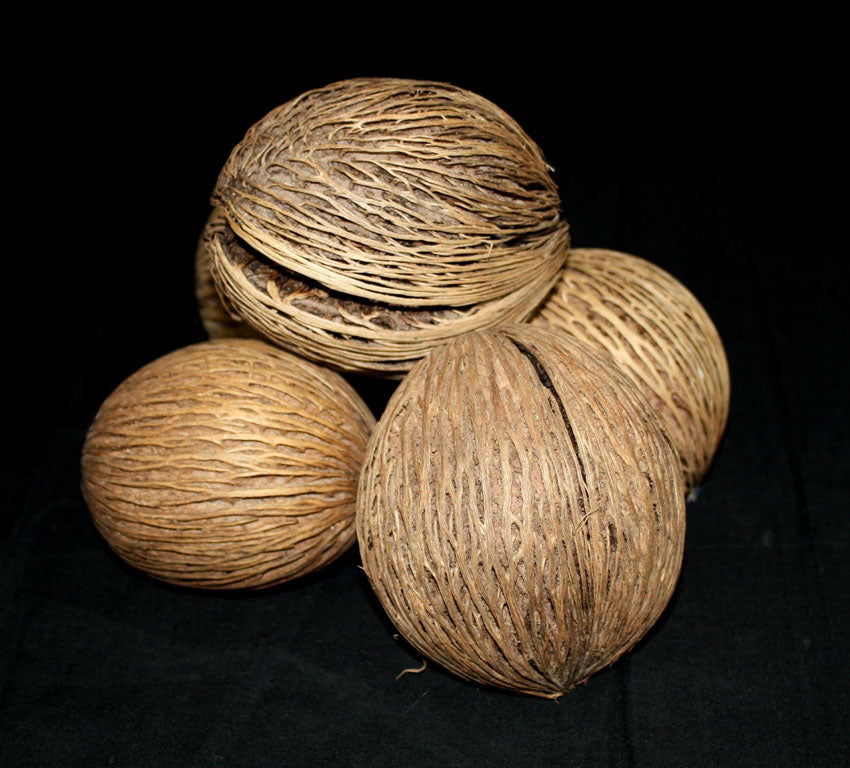 Pong pong tree seed pods, Thailand - individual pods or multipacks - farangshop-co