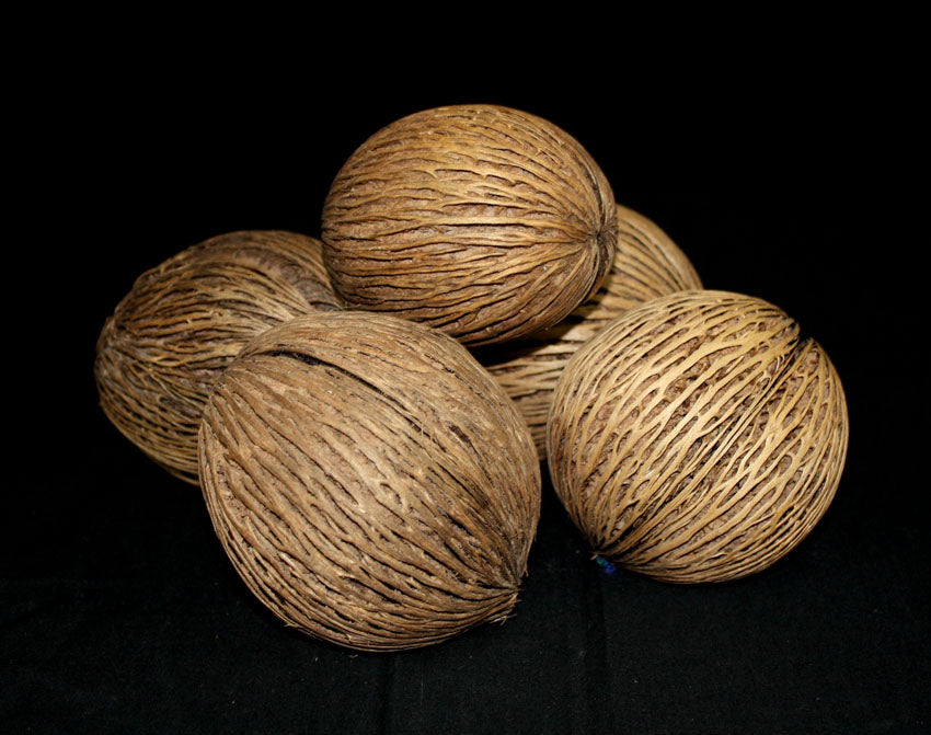 Pong pong tree seed pods, Thailand - individual pods or multipacks - farangshop-co