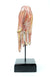 Thai wooden Buddha hand on stand - hand facing down. Different Colours. - farangshop-co